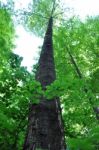Large Beech Trees Stock Photo