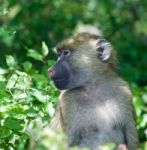 The Baboon Is Looking Somewhere Stock Photo