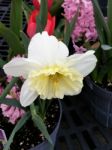 White Daffodil Stock Photo