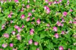 Small Pink Flowers With Green Leaves For Background Stock Photo