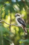 Kookaburra Gracefully Sitting In A Tree Stock Photo