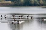 Canada Geese Landing At Weir Wood Reservoir Stock Photo