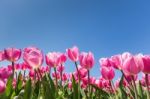 Pink Tulips Field With Blue Sky Stock Photo