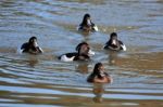 Tufted Ducks (aythya Fuligula) On The Water At Warnham Nature Re Stock Photo