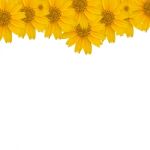 Flower Background Stock Photo