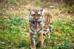Photograph Of Walking Siberian Tiger Stock Photo