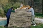 Beckesbourne, Kent/uk - March 13 : Two Men In Siberian Tiger (pa Stock Photo