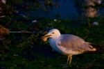 The Gull On The Evening Stock Photo