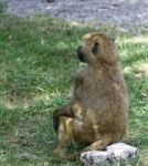 The Baboon Is Looking Afield While Sitting On The Rock Stock Photo
