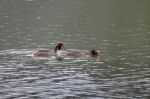 Great Crested Grebes  (podiceps Cristatus) Stock Photo