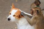 Monkeys Checking For Fleas On Dog Stock Photo