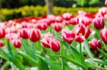 Beautiful Tulips Flowers Field Stock Photo