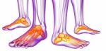 3d Rendering Medical Illustration Of The Feet Bone Stock Photo