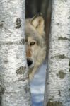 Gray Wolf In The Birches Stock Photo