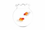 Two Gold Fishes In Fish Bowl Stock Photo