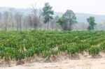 Cassava Stock Photo