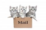Young Cats In Cardboard Box With Word Mail Stock Photo