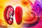 Human Kidney In Abstract Background Stock Photo