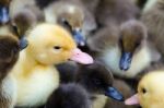 Gosling And Ducklings For Sale Stock Photo