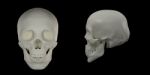 3d Render Of The Human Skull Stock Photo