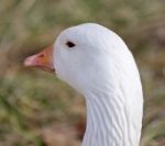 Funny Isolated Photo With A Sleepy Snow Goose On The Grass Field Stock Photo