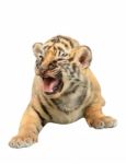 Baby Bengal Tiger Isolated Stock Photo