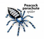 Peacock Parachute Spider Stock Photo