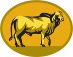 Brahman Bull Oval Retro Stock Photo