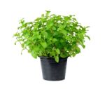 Fresh Mint Herb Isolated On A Pot Over White Stock Photo