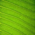 Fresh Green Leaf Texture Background Stock Photo