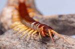 Centipede Climb On The Branches Stock Photo