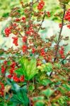 Bush Of Red Currants Stock Photo