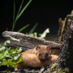 Least Weasel (mustela Nivalis) Stock Photo