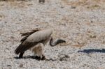 Benalmadena, Andalucia/spain - July 7 : Juvenile Andean Condor ( Stock Photo