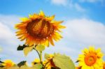 Sunflower On A Bright Sky Stock Photo