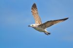 Heuglin's Gull Stock Photo