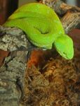 Coiled Green Viper On Tree Stock Photo