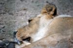 Lion (panthera Leo) Stock Photo