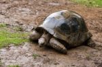 Possibly A Seychelles Giant Tortoise (dipsochelys Hololissa) Ext Stock Photo