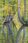 Fall Tree Trunks With Reflection In Dutch Forest Water Stock Photo