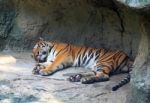 Tiger Sleeping under Rock Stock Photo