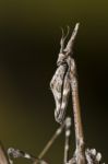 Mantis Palo (empusa Pennata) Stock Photo