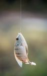 Nile Tilapia Fish Hanging On Hook Stock Photo