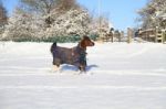 Cantering In The Snow Stock Photo