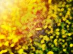 Yellow Green Bokeh Goo Drops Abstract Background Stock Photo