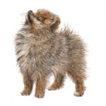 Pomeranian Dog Stock Photo