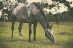 Horse In The Countryside Stock Photo