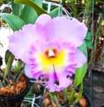 Violet Cattleya Orchid Flower Stock Photo