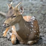 Spotted Deer Stock Photo