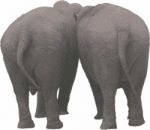 Two Elephants In The Back In A  Raster Stock Photo